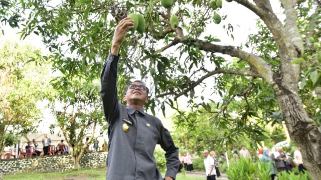 Gubernur Sulsel, Nurdin Abdullah memetik buah mangga di halaman belakan rumah orang tuanya saat kunjungan di Kabupaten Soppeng beberapa waktu lalu.