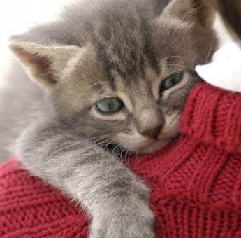 5 Manfaat Pelihara Hewan Bersama Pasangan Untuk Kehidupan Asmara