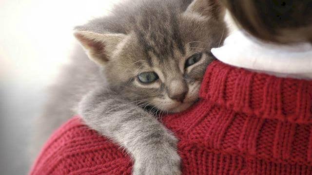 5 Manfaat Pelihara Hewan Bersama Pasangan Untuk Kehidupan Asmara