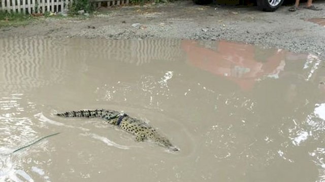 Seekor buaya dilepas oleh warga di jalan yang rusak, Kelurahan Dulalowo, Kota Gorontalo, Provinsi Gorontalo, Sabtu (13/04/2019).