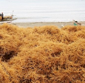 Polda Sulsel Usut Dugaan Korupsi Pabrik Rumput Laut di Bone