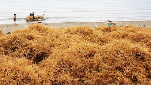 Polda Sulsel Usut Dugaan Korupsi Pabrik Rumput Laut di Bone