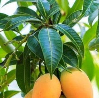 Dikira Tak Berguna, Ternyata Ini Manfaat Luar Biasa Daun Mangga