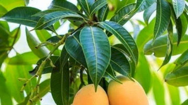 Dikira Tak Berguna, Ternyata Ini Manfaat Luar Biasa Daun Mangga