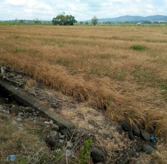 Kemarau Panjang, Ribuan Hektar Padi dan Jagung di Soppeng Gagal Panen