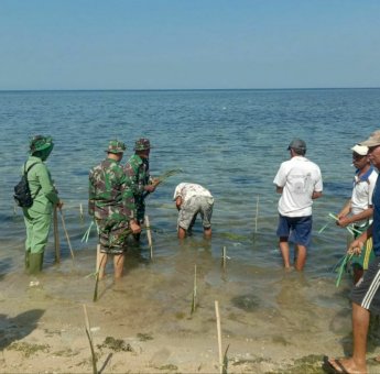 Cegah Abrasi, Kodim 1405 Mallusetasi Tanam Pohon Bakau di Pulau Putiangin Barru