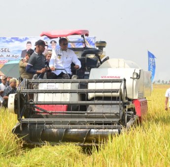 Ribuan Rakyat dan Bupati Pinrang Saksikan Nurdin Abdullah Panen Raya Padi