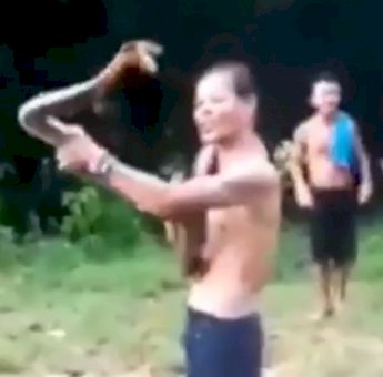 VIDEO: Viral Pawang di Kalbar Tewas Digigit Ular King Kobra