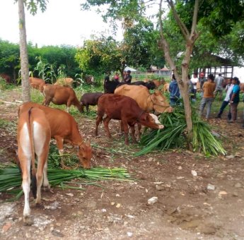 Pertama Digelar, Pasar Hewan di Cangadi Soppeng dengan Omset Miliaran Rupiah