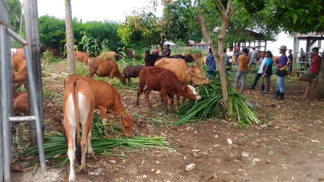 Pasar hewan di Cangadi, Kecamatan Liliriaja, Kabupaten Soppeng, Minggu (09/02/2020).