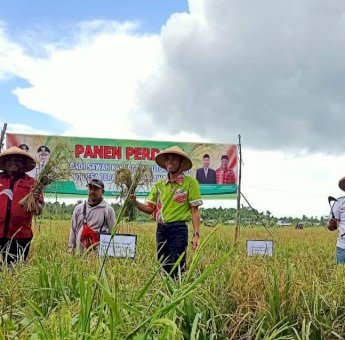 Hadiri Panen Raya Padi di Kaleleha, La Ramo Sebut Akan Genjot Ekonomi Buteng Melalui Pertanian