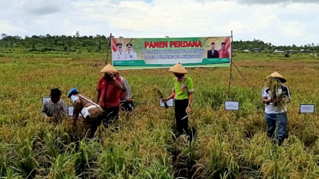 Panen Raya Padi di Dusun Kaleleha, Desa Terapung, Kecamatan Mawasangka, Kabupaten Buton Tengah, Jumat (14/02/2020).