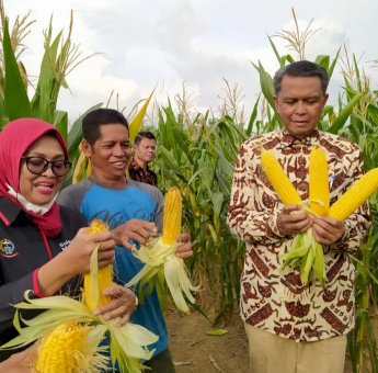 Kembangkan Sektor Pertanian, Gubernur Sulsel Rencana Datangkan Investor Jepang