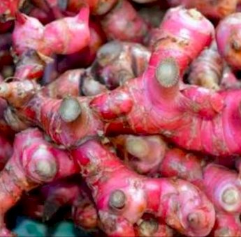 Ditengah Pandemik Covid 19, Harga Jahe Mencapai Rp 100 Ribu Perkilo