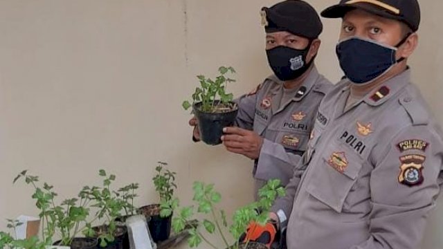 Kapolsek Mastim Ipda Musrifin perlihatkan tanaman sayuran.
