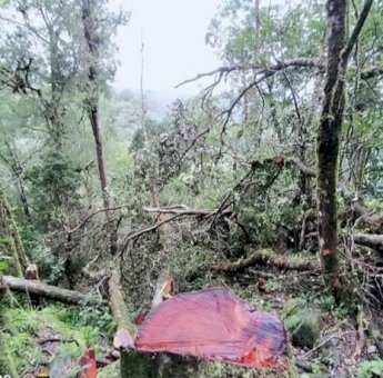 Penebang Pohon Ilegal Beraksi di Kawasan Hutan Lembah Ramma Bawakaraeng