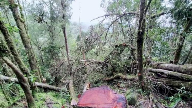 Penebang Pohon Ilegal Beraksi di Kawasan Hutan Lembah Ramma Bawakaraeng