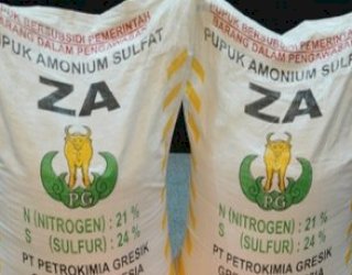 Petani Maccile Soppeng Keluhkan Kelangkaan Pupuk Jenis ZA