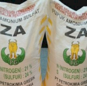 Petani Maccile Soppeng Keluhkan Kelangkaan Pupuk Jenis ZA