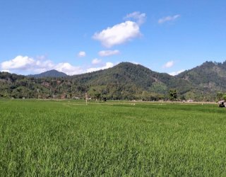 Pupuk Urea Menghilang di Peredaran, Petani di Soppeng Menjerit di Sosial Media