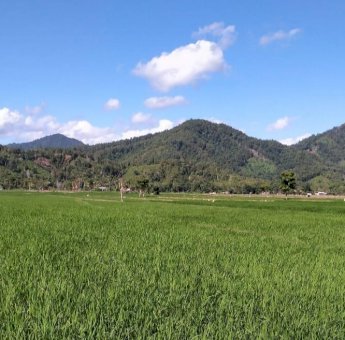 Pupuk Urea Menghilang di Peredaran, Petani di Soppeng Menjerit di Sosial Media