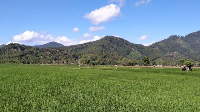 Sawah di Kabupaten Soppeng.
