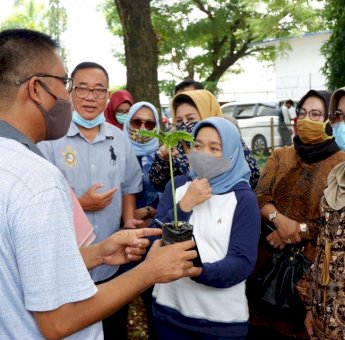 Bernilai Ekonomi Tinggi, Ketua PKK Sulsel Perkenalkan Tanaman Porang ke Masyarakat