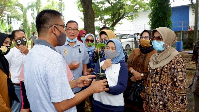 Bernilai Ekonomi Tinggi, Ketua PKK Sulsel Perkenalkan Tanaman Porang ke Masyarakat