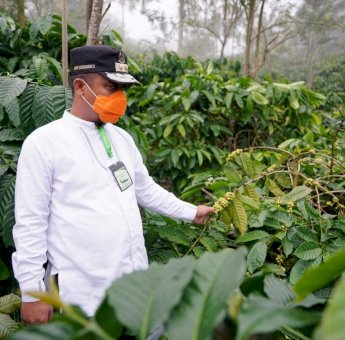 Wagub Sulsel Kunjungi Kebun Kopi di Desa Bentenge Maros