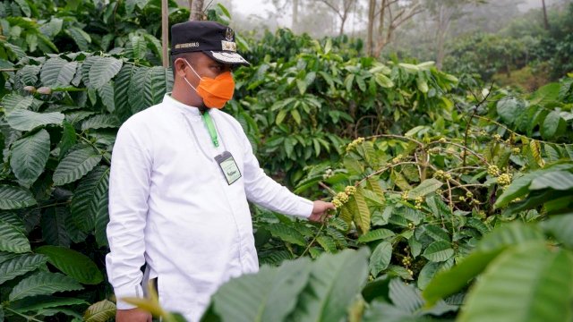 Wagub Sulsel Kunjungi Kebun Kopi di Desa Bentenge Maros