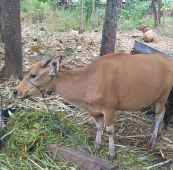 Warga Desa Su’rulangi Takalar Duga Pengadaan Sapi Ternak Tak Sesuai Spesifikasi