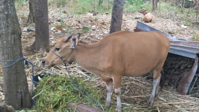Sapi ternak yang diadakan di Desa Su'rutangi, Kecamatan Polongbangkeng Selatan, Kabupaten Takalar.