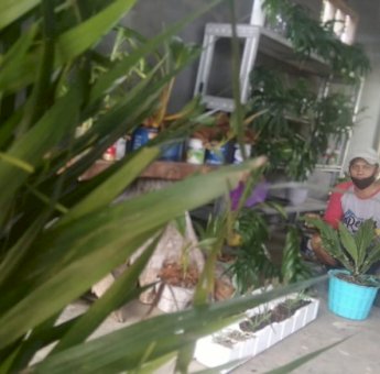 Galeri Dare Baca Sinjai Bidik Pasar Tanaman Hias di Sulsel