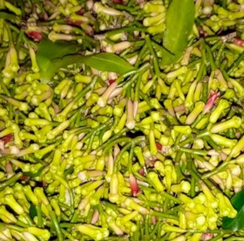 Harga Cengkeh Anjlok, Petani di Bone Minta Pemerintah Turun Tangan