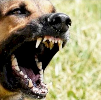 Tujuh Warga Sinjai Jadi Korban Gigitan Anjing Gila, DPKH Akan Lakukan Peracunan