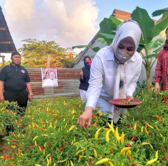 Usai Mappatabe&rsquo;, Fatmawati Diajak Warga Panen di Kebun Idamanta&rsquo; di Karunrung