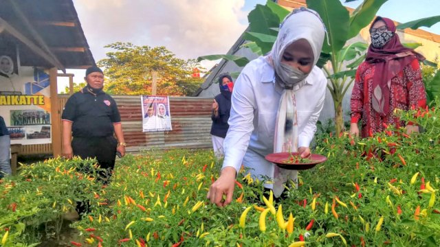 Usai Mappatabe&rsquo;, Fatmawati Diajak Warga Panen di Kebun Idamanta&rsquo; di Karunrung