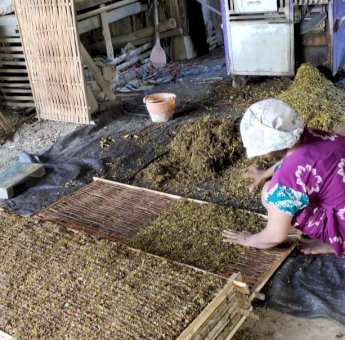 Petani Tembakau di Soppeng Butuh Bantuan Mesin Potong