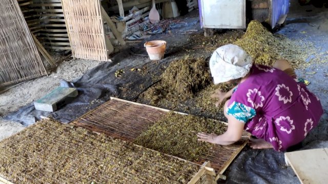 Petani Tembakau di Soppeng Butuh Bantuan Mesin Potong