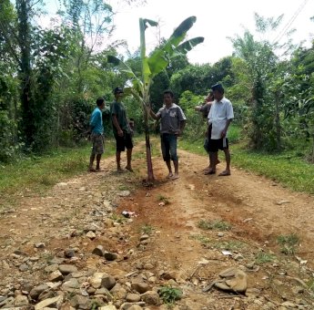 Protes Akses Jalan Tak Kunjung Diperbaiki, Warga Sinjai Tanam Pohon Pisang di Tengah Jalan