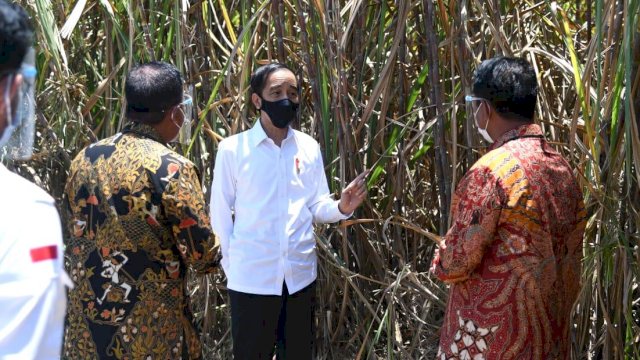 Presiden RI Joko Widodo saat mengunjungi lokasi panen tebu di Bombana. Foto: dok.Biro Pers, Media, dan Informasi Sekretariat Presiden.