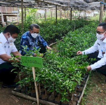 Kembalikan Kejayaan Jeruk Keprok Selayar, Formulasi Strategi Pengendalian Hama Hingga Sekolah Petani