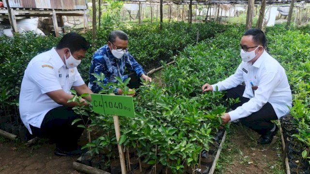 Kembalikan Kejayaan Jeruk Keprok Selayar, Formulasi Strategi Pengendalian Hama Hingga Sekolah Petani