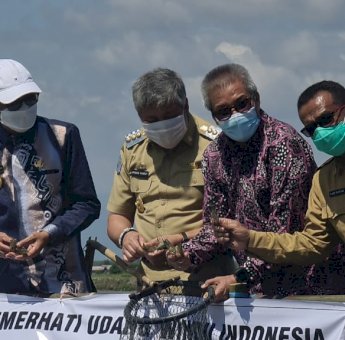 Gubernur Bersama Bupati Pinrang Panen Udang Sitto Ramah Lingkungan Kualitas Premium Ekspor