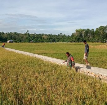 Kawal Peningkatan Ketahanan Pangan, Babinsa Koramil 10/Kota Kendari Pantau Pertumbuhan Padi