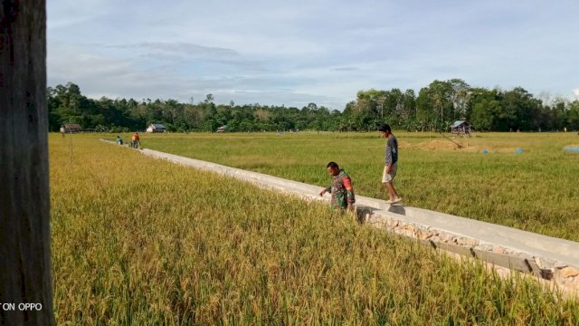 Serma Muh. Irsal saat memantau pertumbuhan tanaman padi di Kelurahan Labibia, Kecamatan Mandonga, Kota Kendari. Foto: istimewa
