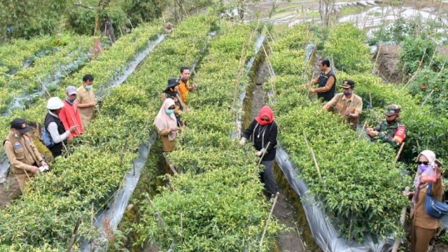 Salah satu kegiatan Sehari Berkantor di Kecamatan Rongkong, meninjau kebun sayur non pestisida