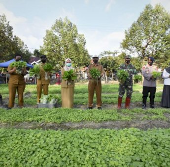 Gerakan Tanam Sayur di Pekarangan, Tahun Ini Pemda Lutra Sasar 17.300 KK