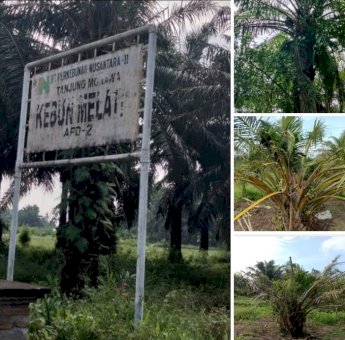 PTPN II Kebun Melati Tanjung Morawa Biarkan Areal Kebun Kelapa Sawitnya Tak Terawat?