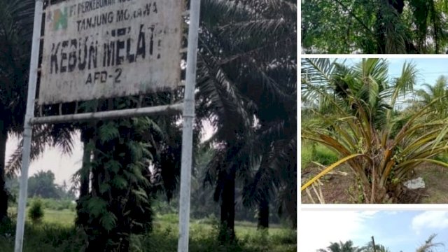 PTPN II Kebun Melati Tanjung Morawa Biarkan Areal Kebun Kelapa Sawitnya Tak Terawat?